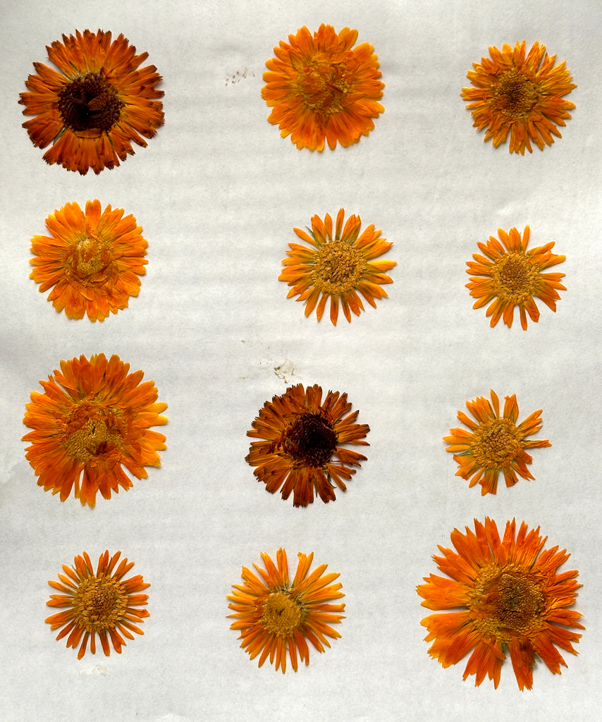 Natural Dyes - Calendula - Pressed Flowers | The Yarn Tree - fiber, yarn and natural dyes
