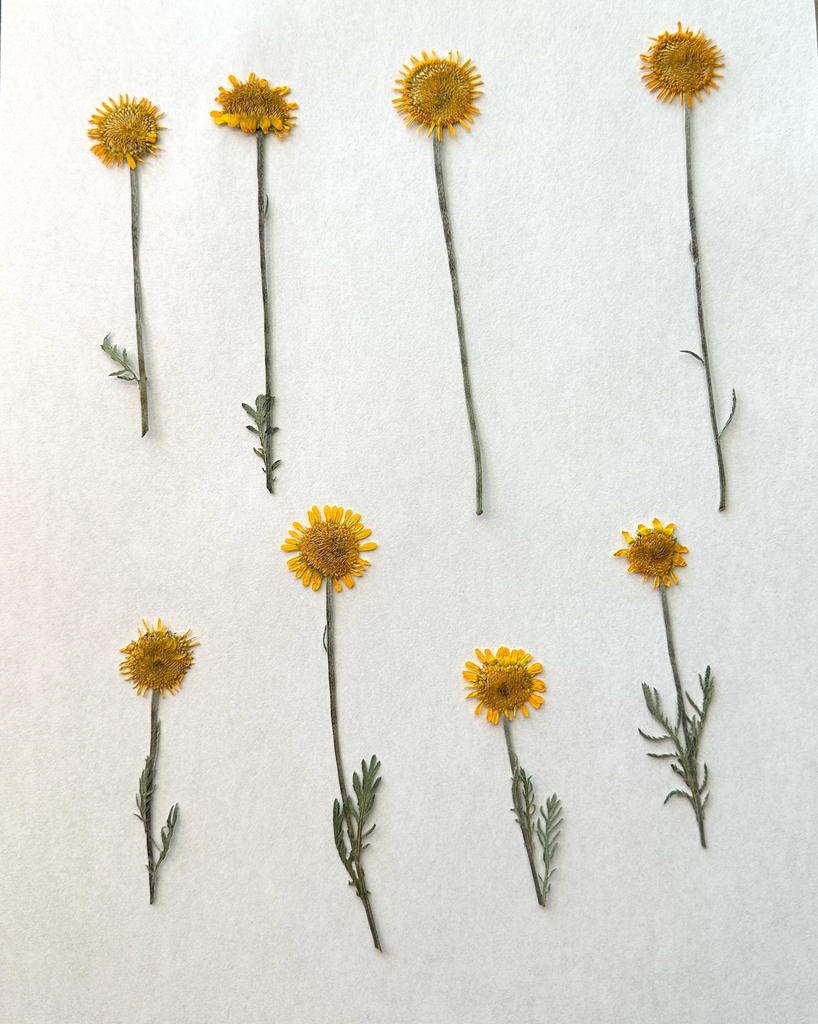 Dyer's Chamomile - Pressed Flowers | The Yarn Tree - fiber, yarn and natural dyes