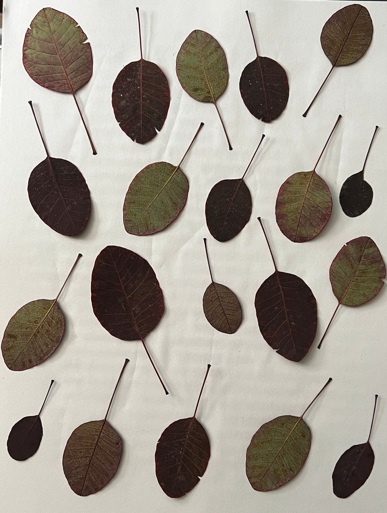 Natural Dyes - Cotinus Leaves – Pressed Leaves | The Yarn Tree - fiber, yarn and natural dyes