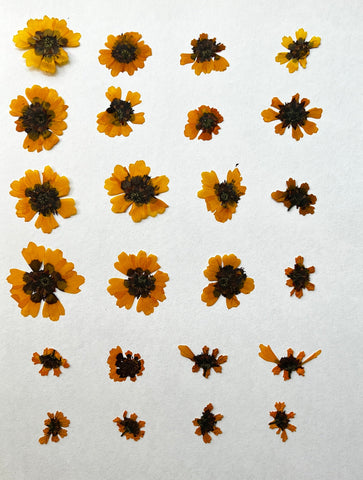 Natural Dyes - Dyer's Coreopsis - Pressed Flowers | The Yarn Tree - fiber, yarn and natural dyes
