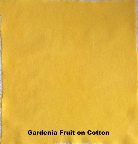 Gardenia Fruit - Dried Pods - Cotton