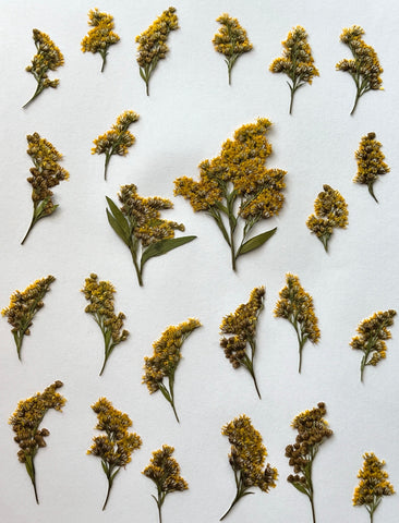 Natural Dyes - Goldenrod - Pressed Flowers