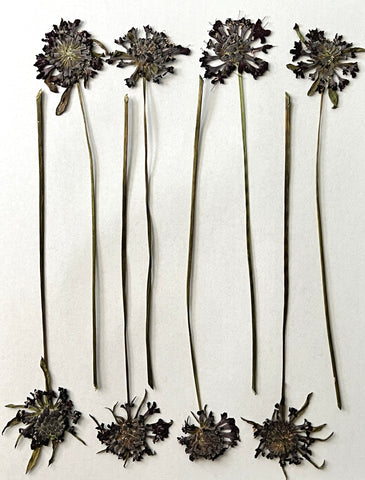 Natural Dyes - Scabiosa - Pressed Flowers
