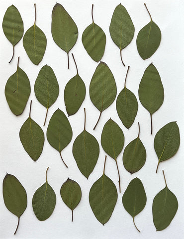 Natural Dyes - Silver Dollar Eucalyptus - Pressed Leaves