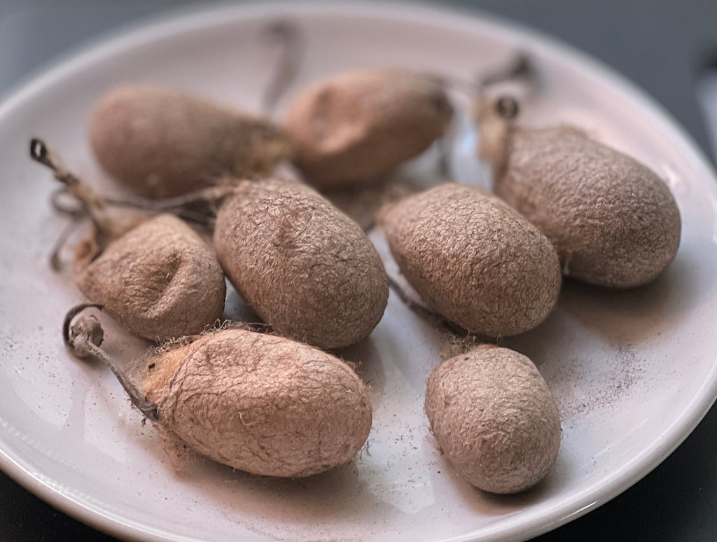 Wild Tussah Silk Cocoons with Peduncle attached | The Yarn Tree - fiber, yarn and natural dyes