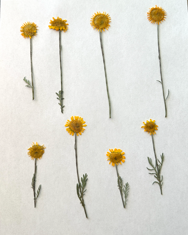 Natural Dyes - Dyer's Chamomile - Pressed Flowers - 8 pieces