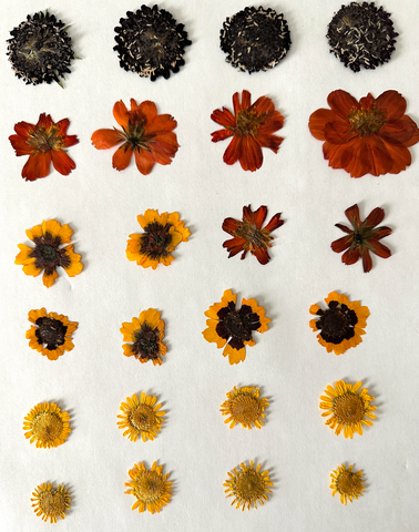 Pressed Flower Mix