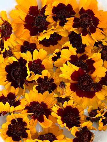 Natural Dyes - Coreopsis Extract | The Yarn Tree - fiber, yarn and natural dyes