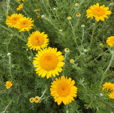 Natural Dyes - Dyer's Chamomile from my garden | The Yarn Tree - fiber, yarn and natural dyes