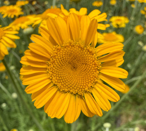 Natural Dyes - Dyer's Chamomile from my garden | The Yarn Tree - fiber, yarn and natural dyes
