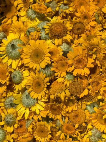 Natural Dyes - Dyer's Chamomile from my garden | The Yarn Tree - fiber, yarn and natural dyes