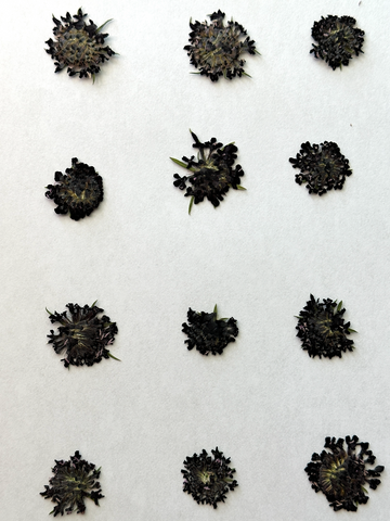 Natural Dyes - Scabiosa - Pincushion Flower - Pressed Flower Heads