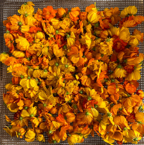 Natural Dyes - Sulfur Cosmos - Dried Flowers | The Yarn Tree - fiber, yarn and natural dyes