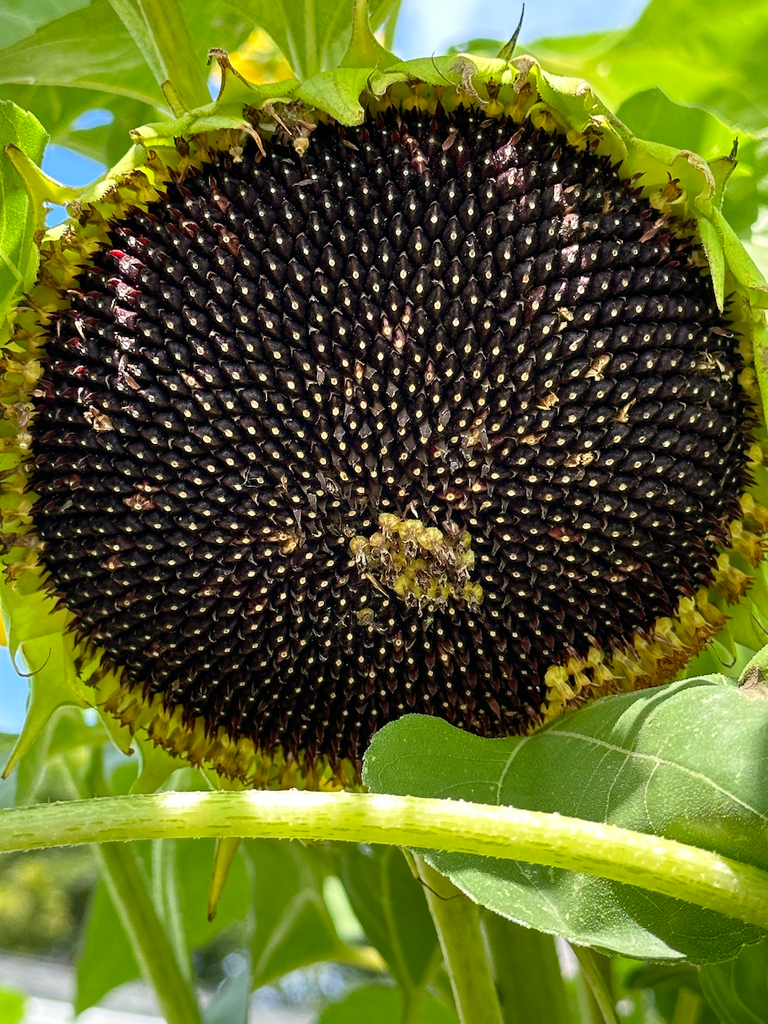 black sunflower seeds flower Natural Dyes - Hopi Black Sunflower Seeds – The Yarn Tree