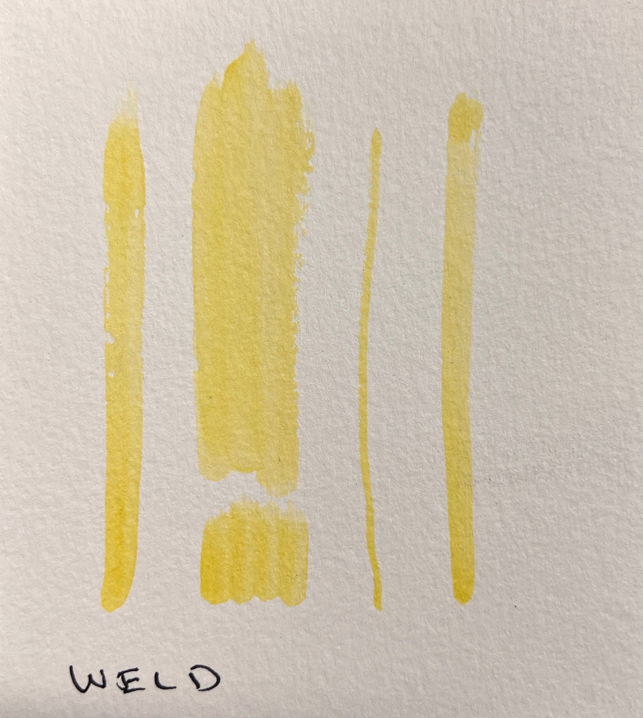 Weld #1 Watercolor Paint | The Yarn Tree - fiber, yarn and natural dyes