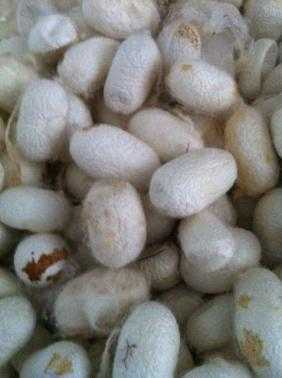 Silk Cocoons - B Quality | The Yarn Tree - fiber, yarn and natural dyes