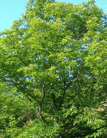 Chestnut Extract - The Chestnut Tee