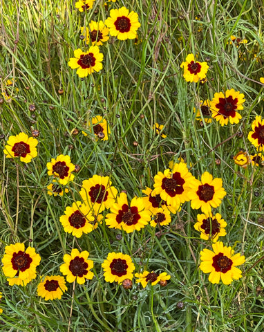 Natural Dyes - Dyer's Coreopsis - Pressed Flowers | The Yarn Tree - fiber, yarn and natural dyes