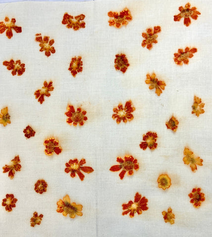 Natural Dyes - Dyer's Coreopsis - Pressed Flowers | The Yarn Tree - fiber, yarn and natural dyes