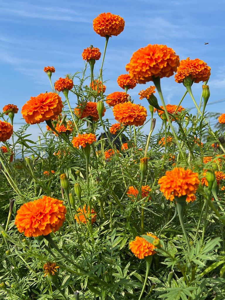 Natural Dyes - Marigold Petals Dried – The Yarn Tree - fiber, yarn and  natural dyes