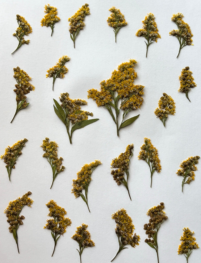 Natural Dyes - Goldenrod - Pressed Flowers | The Yarn Tree - fiber, yarn and natural dyes