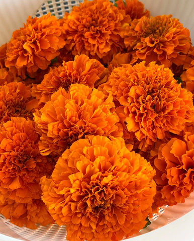 Natural Dyes - Marigold Petals Dried | The Yarn Tree - fiber, yarn and natural dyes