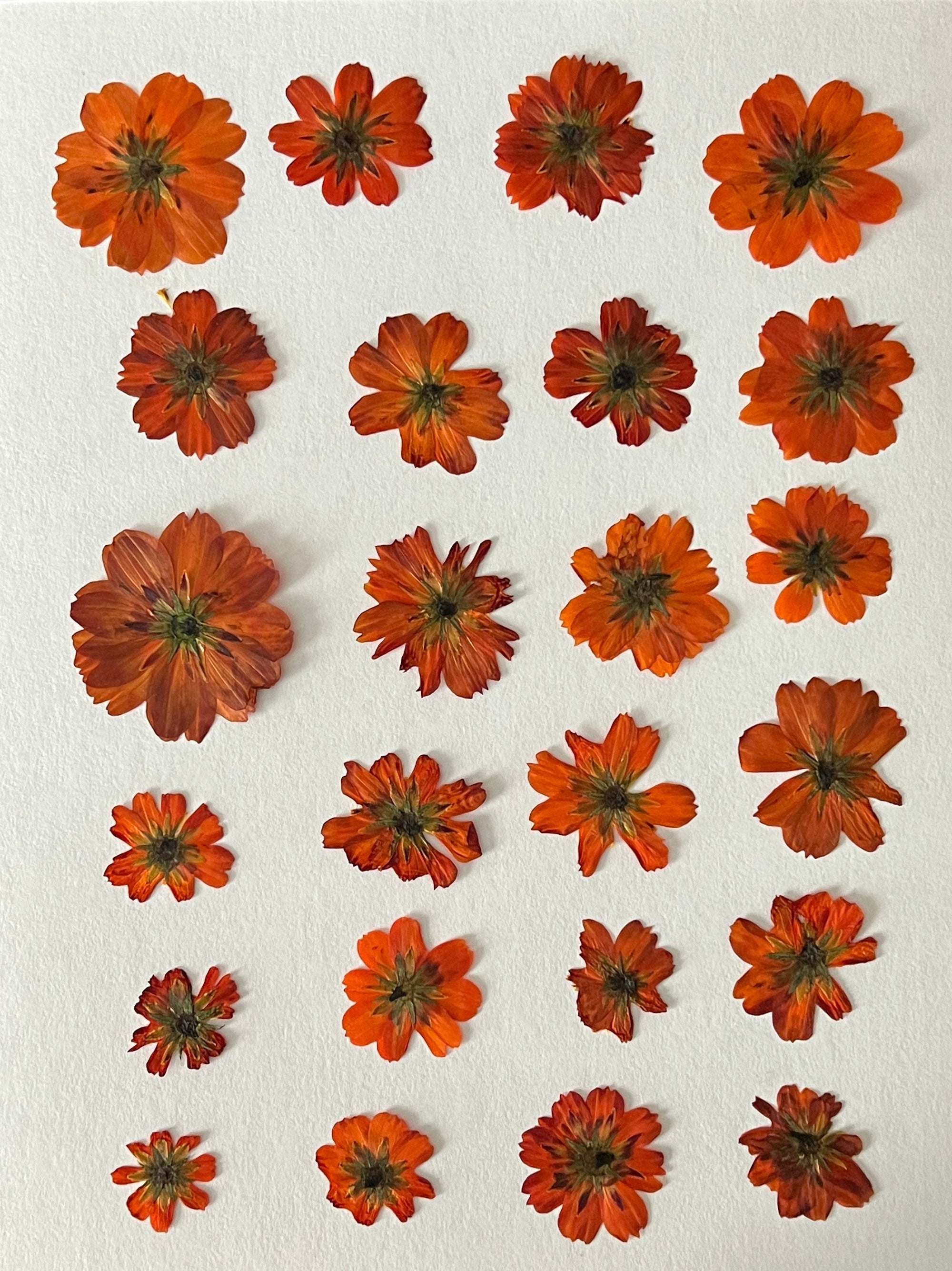 w.o.d. 廃盤 F.L.O.W.E.R.S w.o.d. 廃盤 F.L.O.W.E.R.S w.o.d. 廃盤 F.L.O.W.E.R.S Zx flux flower top