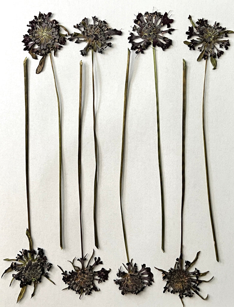 Natural Dyes - Scabiosa - Pressed Flowers | The Yarn Tree - fiber, yarn and natural dyes