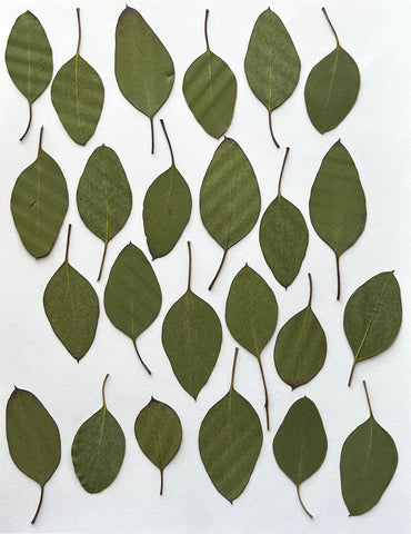 Natural Dyes - Silver Dollar Eucalyptus - Pressed Leaves | The Yarn Tree - fiber, yarn and natural dyes