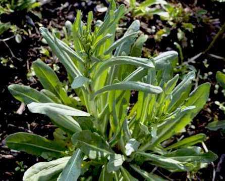 Woad - Isatis Tinctoria - Woad Plant