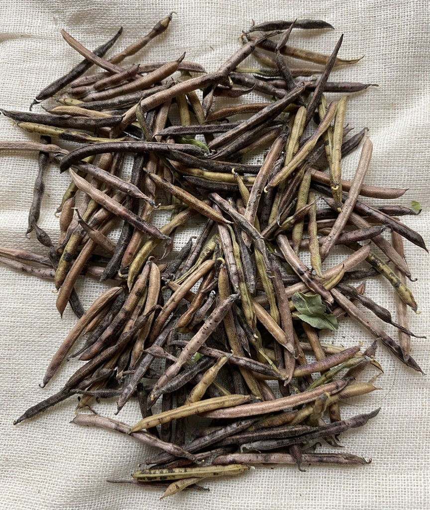 Natural Dyes - Indigofera Suffruticosa Seeds | The Yarn Tree - fiber, yarn and natural dyes